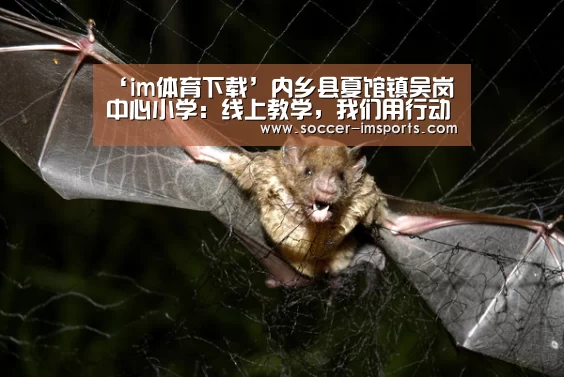 im体育下载
